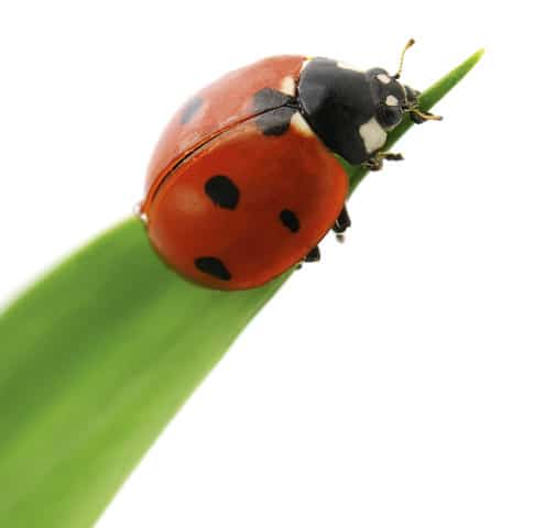 ladybird on green leaf isolated on a white background