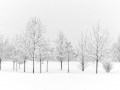 Robert Wohlgemuth, "Snow", Nikon D810