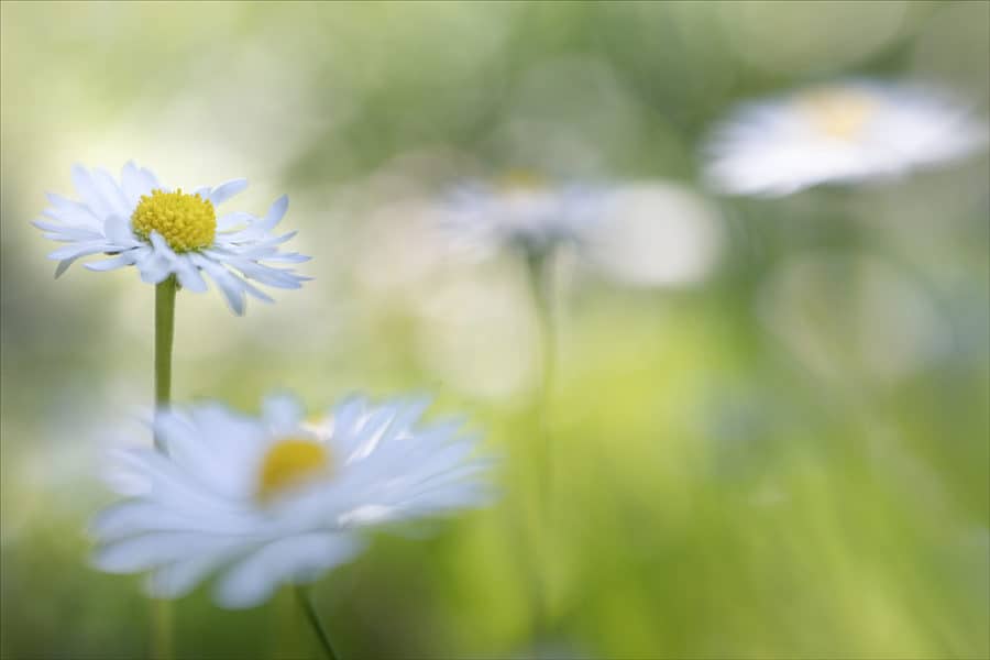 Maria Menze, „Gänseblümchenwiese“ Canon EOS 6D Mk II