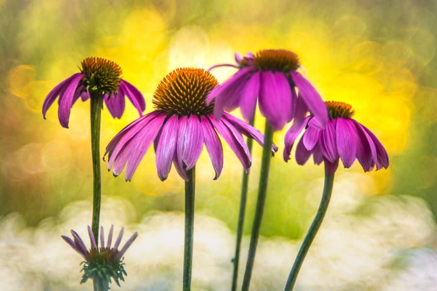 Heidi Pomowski, „Echinacea“ Nikon D750