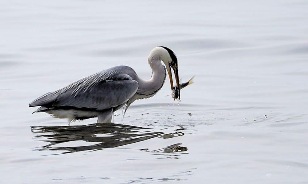 Dietmar Wierer, „Beim Fischfang“ Olympus OM-D E-M10 Mk II